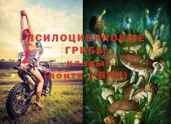 гашик Алексин